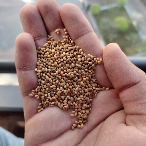 millet (Bajra) - Image 2